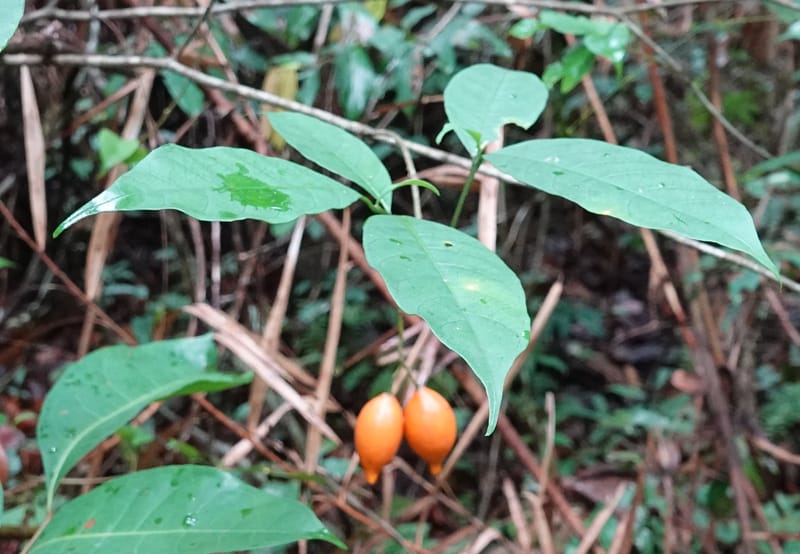 Tabernanthe iboga, C. Davidson 13949--Gabon. Mondah. Arb Raponda Walker. 4 Nov 2018. DSC01949 (62).JPG