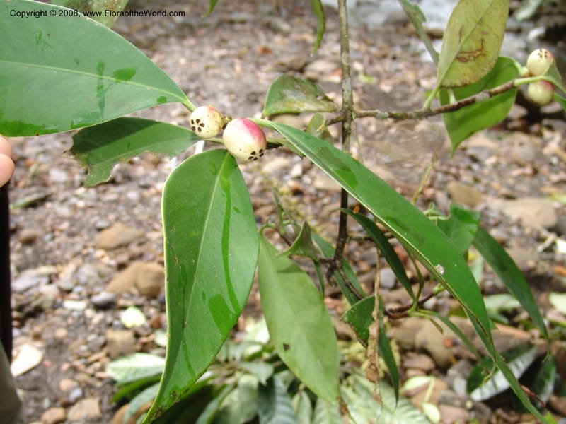 Clusia, RVasquez32950--Peru. Pillcopata. Qbda Pini Pini. 29 Oct 07. 046.jpg