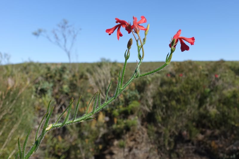 Leschenaultia hirsuta, Davidson, C 13418--Australia. W.A. Tootbardie Rd.-Coorow Rd. 23 Oct 2016. DSC04758 (27).JPG