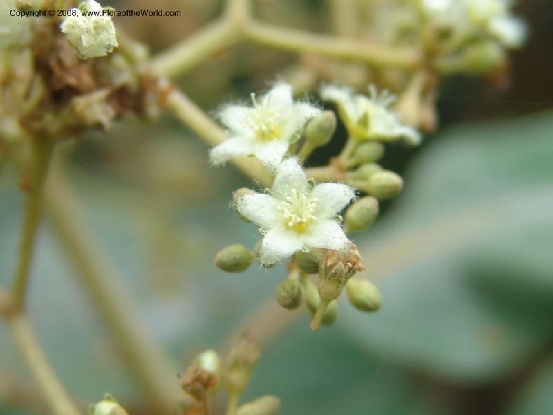 Harungana madagascariensis--So. Africa. Mpumalanga. Karino. Whyte Thorne Garden. 19 Mch 05. 298.jpg