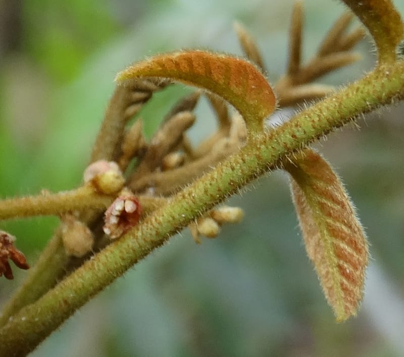 Alectryon vitiensis, Munzinger, J 7376--Fiji. Valeni Vill. 6 Nov 2015. DSC09910 (15).JPG