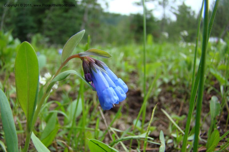 Mertensia longiflora, C. Davidson 11424--Idaho. Adams Co. Smokey Boulder Rd. 6 June 2009. 217.jpg