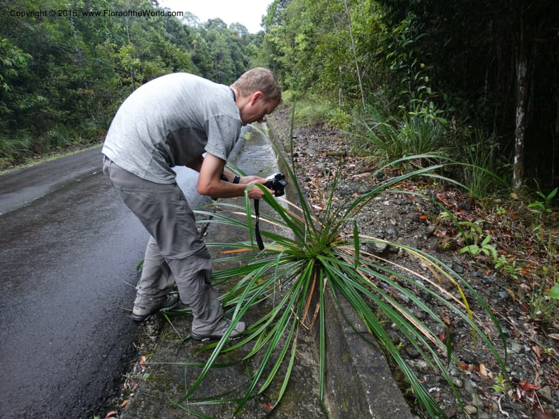 Pandanus borneensis, Callmander, M 1186--Sabah. G. Silam. 1 Oct 2014. DSC00937 (172).JPG