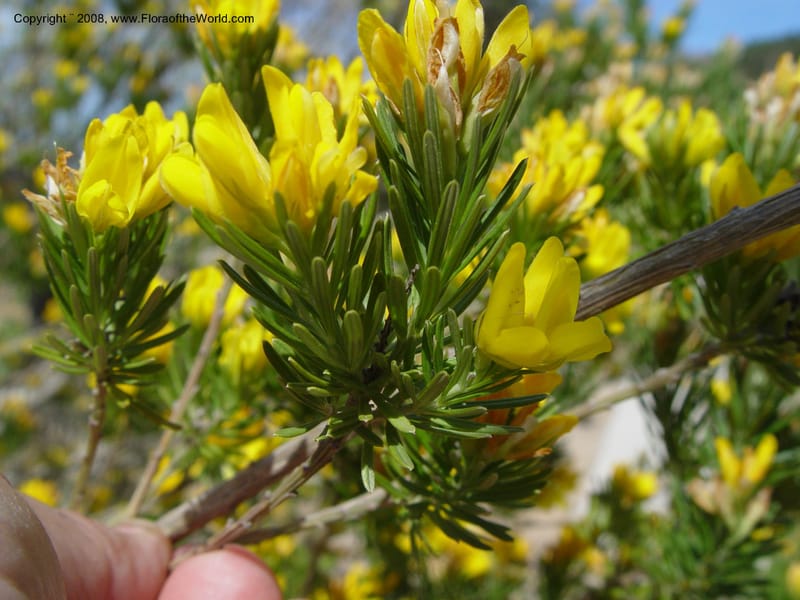 Genista linifolia, 2000.00026--Spain. Barcelona Botanic Garden. 19 Apr 04. 016.jpg