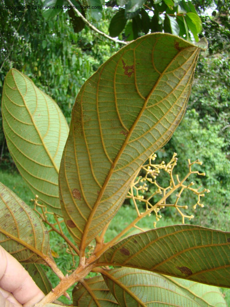 Ocotea, B. Hammel 24673--Costa Rica. Prov. Limon. Selva Bananito Lodge. 12 Apr 08. 037 (13).jpg