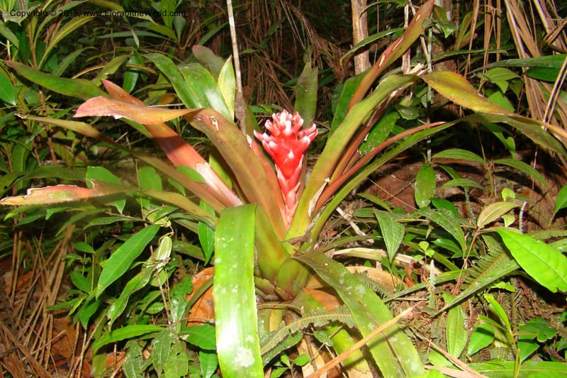 Aechmea nidularioides, Vasquez 35034--Peru. Loreto. Dto. Iquitos. Res. Allpahuayo-Mishana. 19 Nov 08. 662 (10).jpg