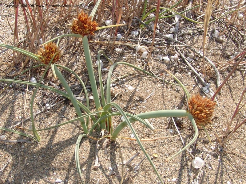 Cyperus capitatus--Spain. Prov. Almeria. Cabo de Gata.  Wildfl. Center. 23 Apr 05. 082.jpg