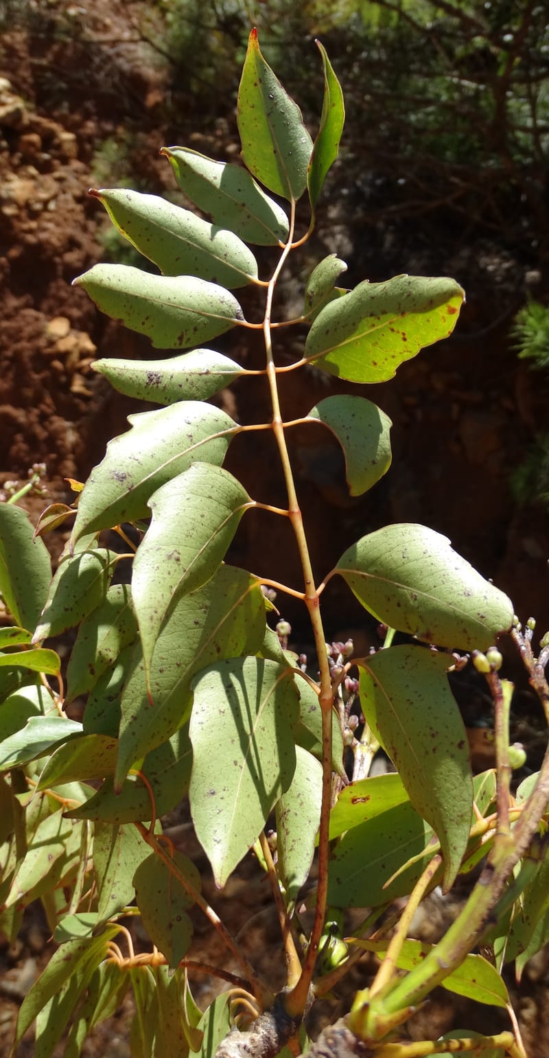 Polyscias, Lowry, P 7417--New Caledonia. PinPin. 20 Nov 2015. DSC03938 (188).JPG