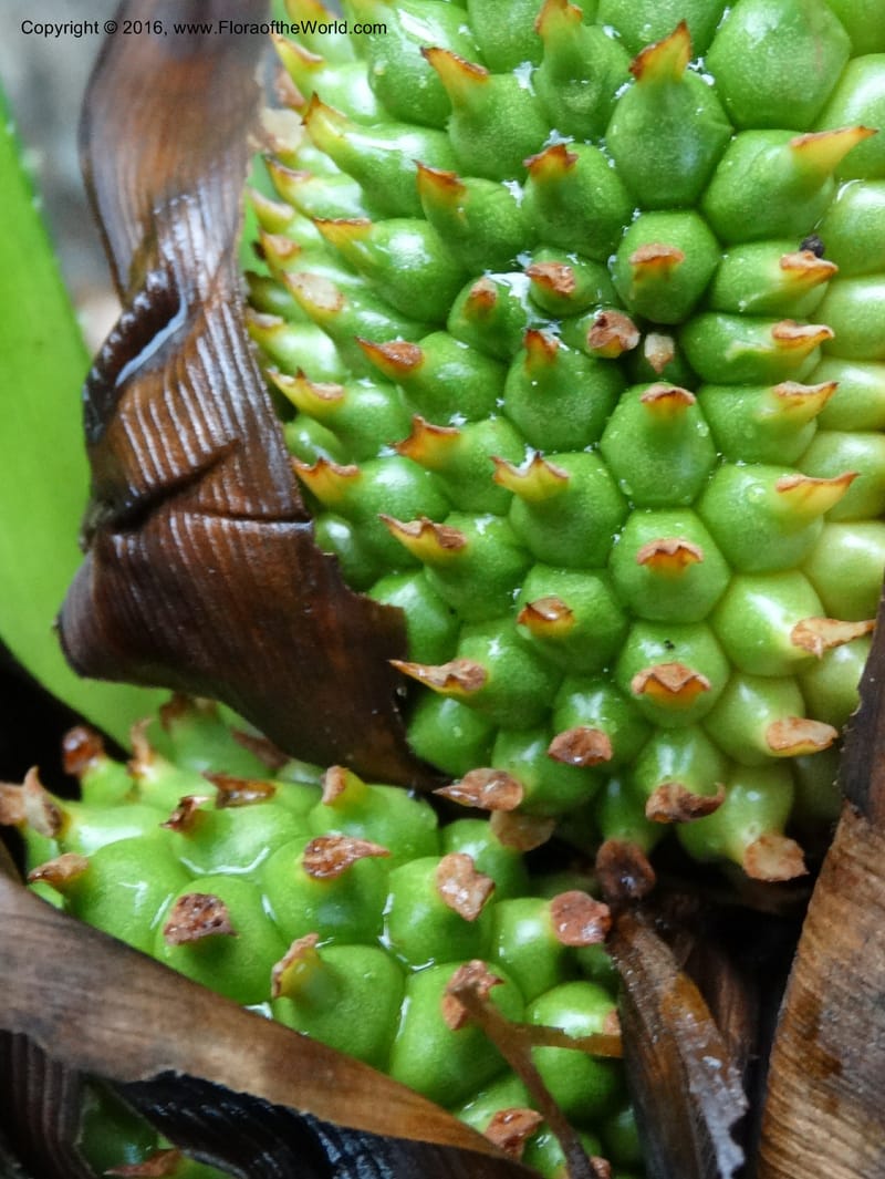 Pandanus borneensis, Callmander, M 1186--Sabah. G. Silam. 1 Oct 2014. DSC00937 (180).JPG