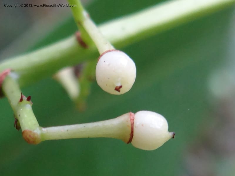 Meliosma simplicifolia, VC 5561--Thailand. Chiang Mai Prov. Doi Pha Hom Pok Nat. Park. 10 Nov 2012. DSC08349 (278).JPG