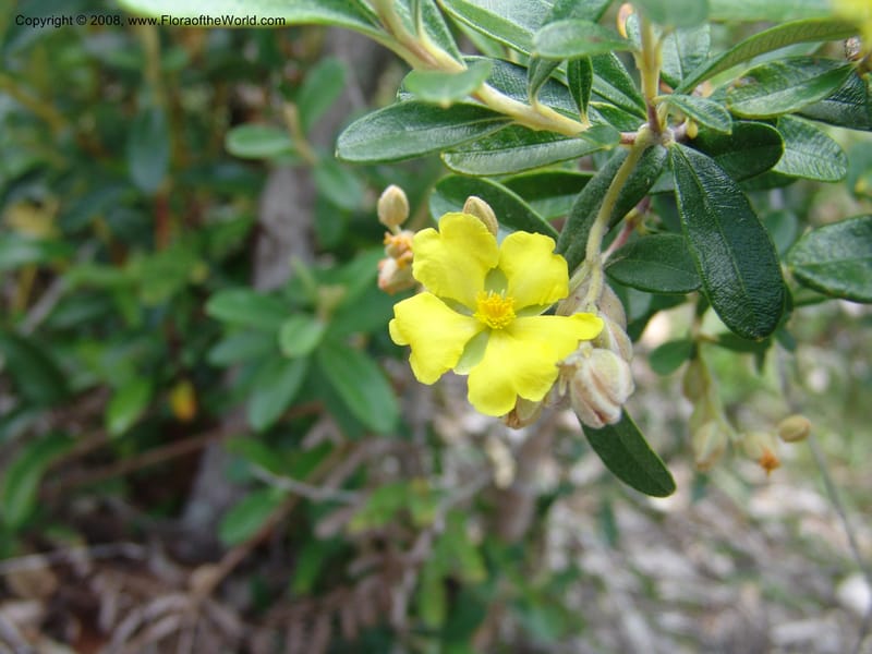 Hibbertia coriacea, not coll.--Madagascar. Prov. Toliar. Mandena Centr. Res Ecol. 19 Jan 06. 100.jpg
