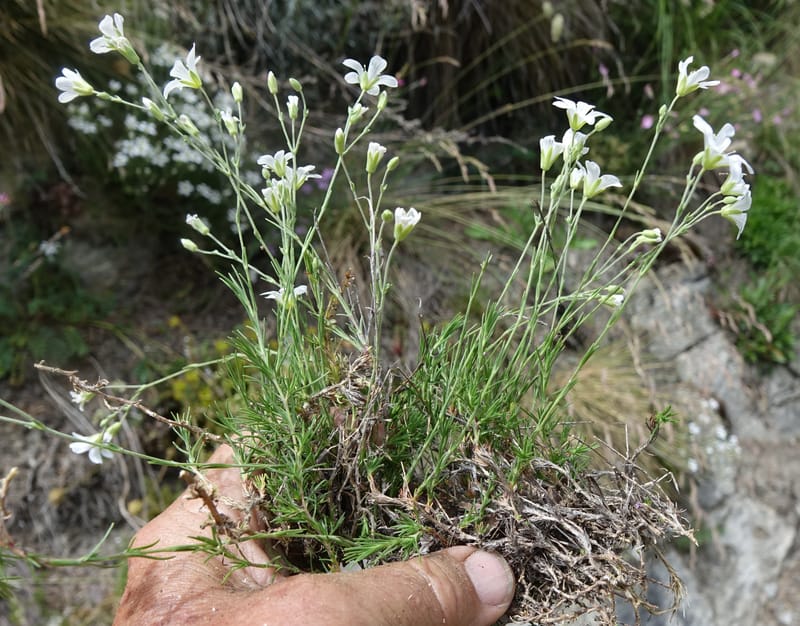 Minuartia laricifolia, Callmander, M 1295-- Switzerland. Hwy 9 to Simplon. Ganterbrucke. 2 Jul 2016. DSC08156 (216).JPG