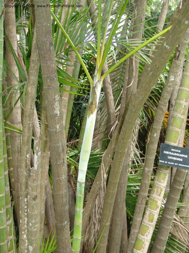 Chrysalidocarpus lucubensis--So. Africa. Durban Bot. Garden. 14 Mch 05. 144.jpg