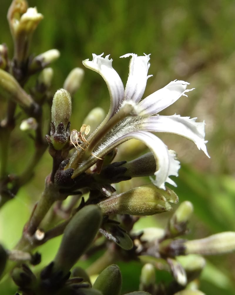 Scaevola floribunda, Lowry, P 7328--Fiji. Delaikoro Mtn. 3 Nov 2015. DSC08393 (169).JPG