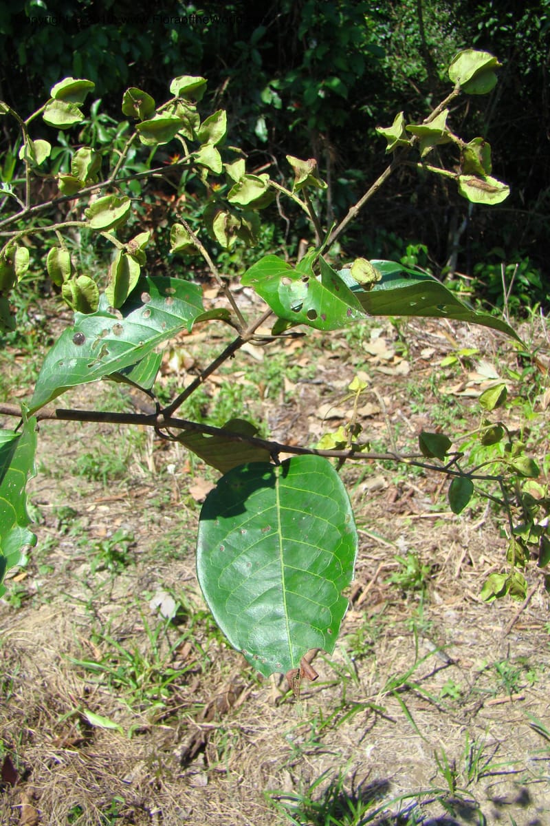 Combretum, Vasquez 34751--Peru. Loreto. Dist. Nauta. Miraflores, Rio Tigre. 9 Nov 08. 246.jpg