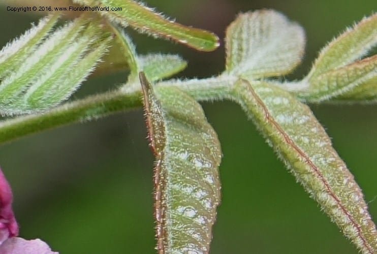 Ungnadia speciosa, Davidson, C 13072--Texas. Galveston. 18 Mar 2016. DSC00038 (60).JPG