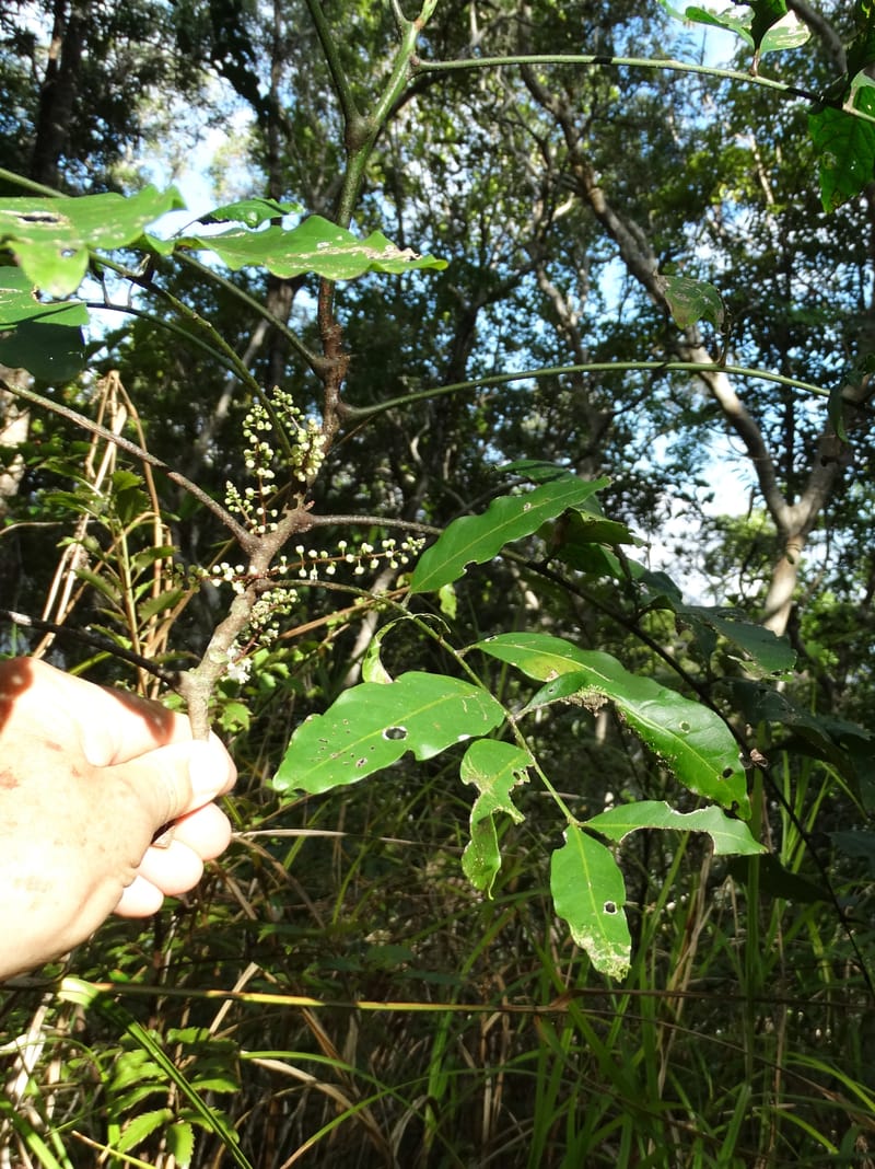 Cupaniopsis inoploea, Munzinger, J 7406--New Caledonia. Haute Robinson. 11 Nov. 2015. DSC00909 (541).JPG