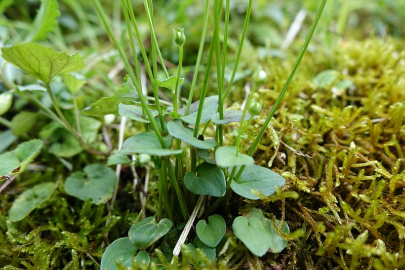 Parnassia palustris, Tseng Yu-Hsin 1316--Taiwan. SW of Nanshan on highway 7. 20 May 2016. DSC03339 (37).JPG