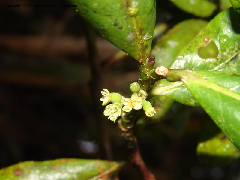 DNeill16000--Ecuador. Prov. Zamora Ch. Res.Tapichalaca. Qb. Honda. 25 Sep 07. 189.jpg