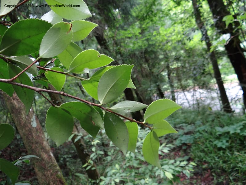 Camellia oleifera, Davidson, C 11952--China. Zhejiang Priv. Tian Mu Shan. 31 May 2012. DSC00927 (69).JPG