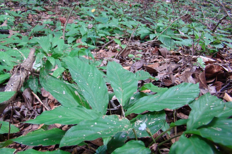Calathea, R. Vasquez 34624--Peru. Loreto. Dist. Nauta. Pac. Samiria. Rio Yanayacu. 7 Nov 08. 259 (6).jpg