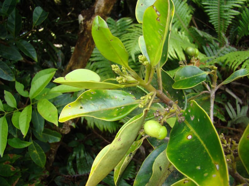 Apodytes clusiifolia,  Munzinger, J 4793--New Caledonia, Aoupinie, 15 ov 2007  342 (3).jpg