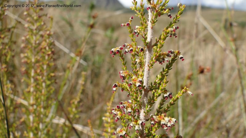 Erica aristata, N. Manjato 178--Madagascar. E of Ambositra toward Antoetra. 2 May 2010 182 (8).jpg