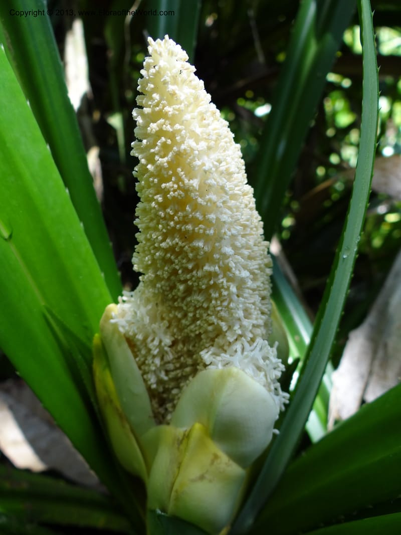 Pandanus fusinus, Callmander 1007--Sarawak. Gunong Fairy. 27 Mar 2012. DSC05550 (6).JPG