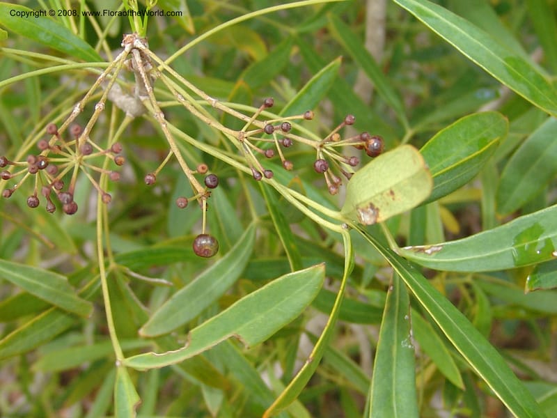 Schefflera bojeri, not coll.--Madag. Prov. Fianar. Parc Nat. Isalo. 12 Jan 06. 125.jpg
