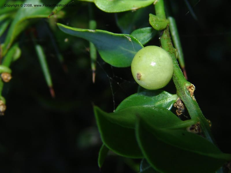 Azima tetracantha--So.Africa. E. Cape. Maitland Nat.Res. 5 Mch 05. 104.jpg