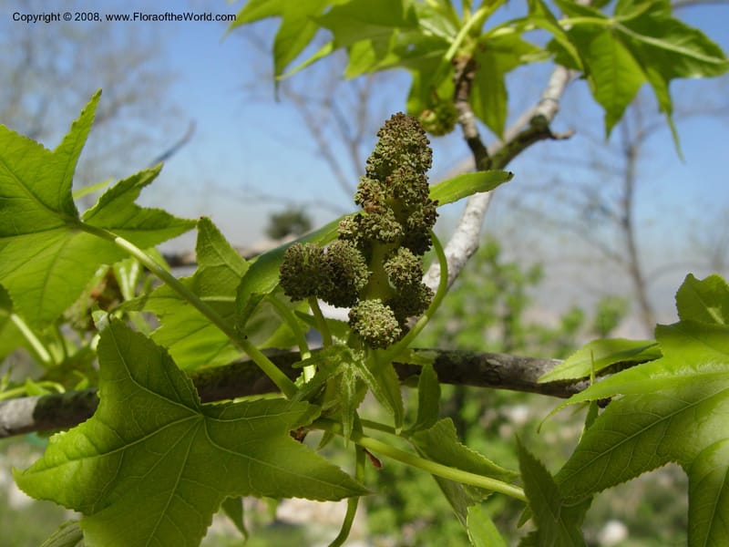 Liquidambar orientalis, 2002.0495--Spain. Barcelona Botanic Garden. 21 Apr 04. 219.jpg
