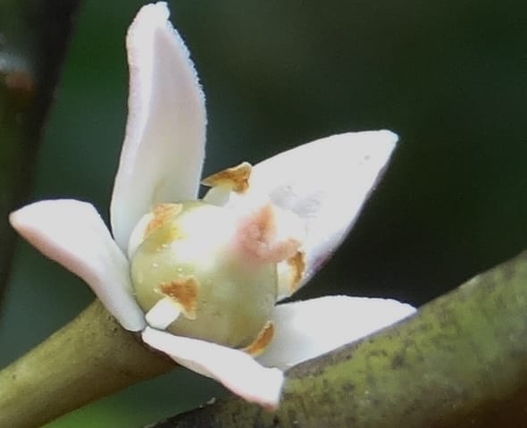 Phelline, Callmander, M 1238--New Caledonia. Mont Dzumac. 12 Nov 2015. DSC01563 (210).JPG