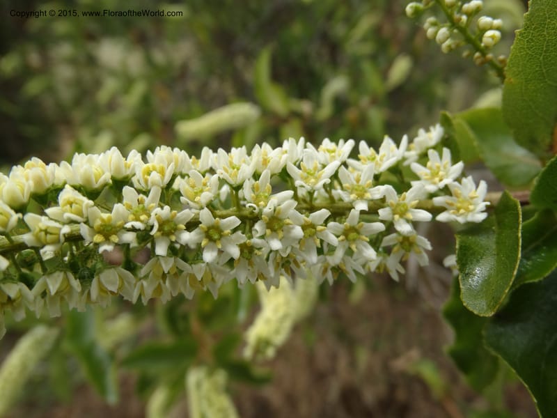 Escallonia pulverulenta--Chile. Jardin Botan., Univ. Talca. 22 Nov 2014. DSC06072 (36).JPG