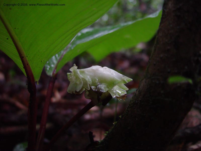 Calathea--Fr. Guiana. Kaw Mts. Along 'Caves Trail'. 20 Mch 02. 002.jpg