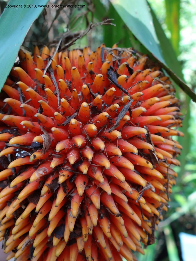 Pandanus fusinus, Callmander 1006--Sarawak. Gunong Fairy. 27 Mar 2012. DSC05525 (20).JPG