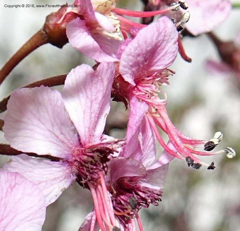 Ungnadia speciosa, Davidson, C 13072--Texas. Galveston. 18 Mar 2016. DSC00038 (40).JPG