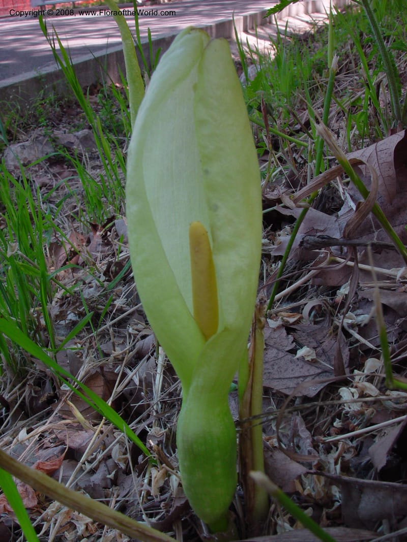 Arum italicum--Italy. Umbria. Todi. 16 May 02.  037.jpg