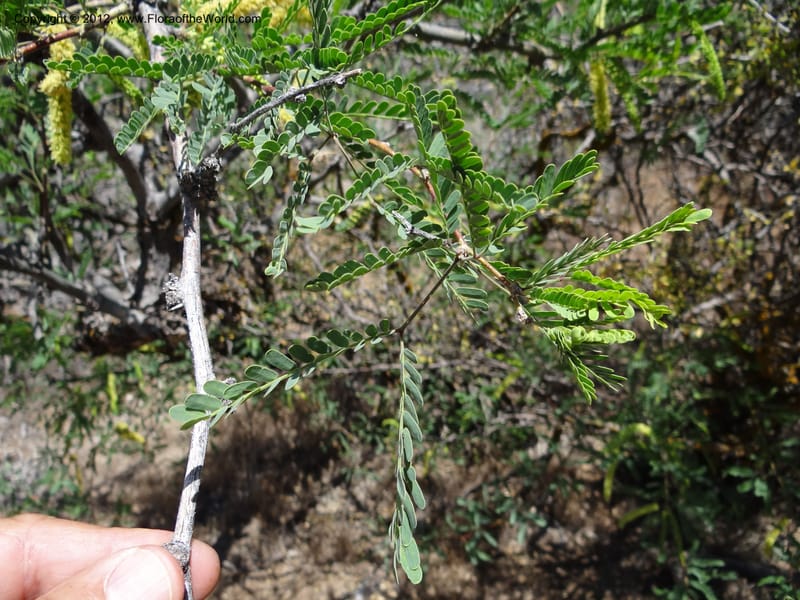 Prosopis glandulosa, Davidson, C 11938--AZ. Yavapai Co. Crown King Rd. 7 May 2012. DSC0894 1 (23).JPG