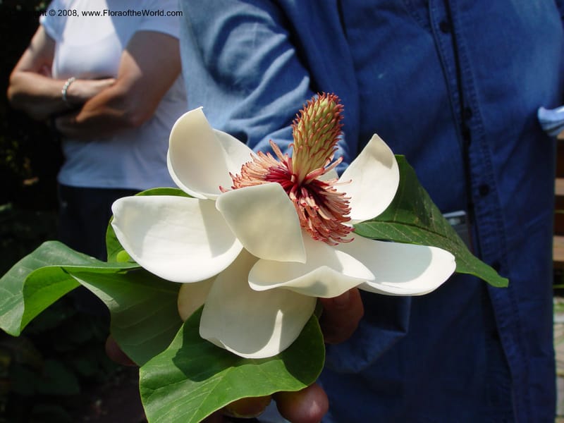 Magnolia wiesneri [=M. sieboldii]--CT. Branford. Dr. Nickou's private garden. 27 Jun 03. 014.jpg