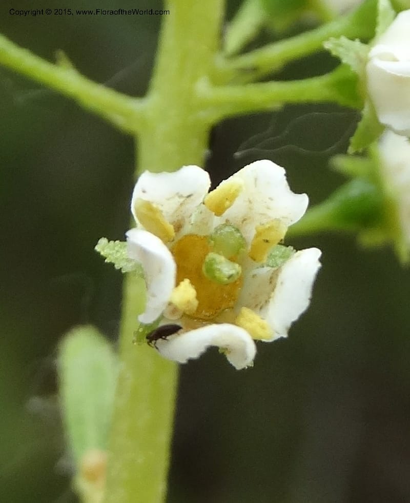 Escallonia pulverulenta, Davidson, C 12833--Chile. Cerro El Colorado, E of Talca. 28 Nov 2014. DSC08873 (62).JPG