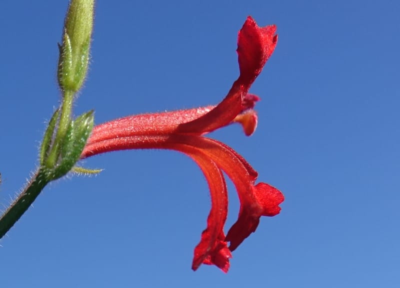 Leschenaultia hirsuta, Davidson, C 13418--Australia. W.A. Tootbardie Rd.-Coorow Rd. 23 Oct 2016. DSC04758 (26).JPG