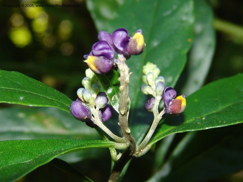 Monnina--Mexico. Chiapas. Res. Biosf. El Triunfo. Trail NW along stream. 9 Nov 04. 007.jpg