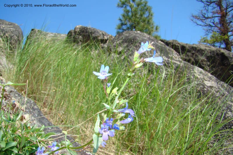 Penstemon albertinus, C. Davidson 11367--Idaho. Idaho Co. Salmon River. Polly Bemis Ranch. 27 May 2009. 183.jpg