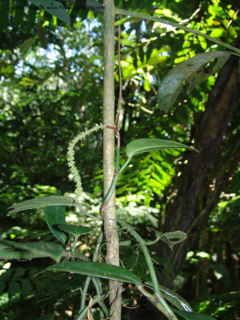 Peperomia, AAraujoM1252--Bolivia. Pq. Nac. Madidi. Chalalan. Send. Anta. 30 Nov 04. 269.jpg