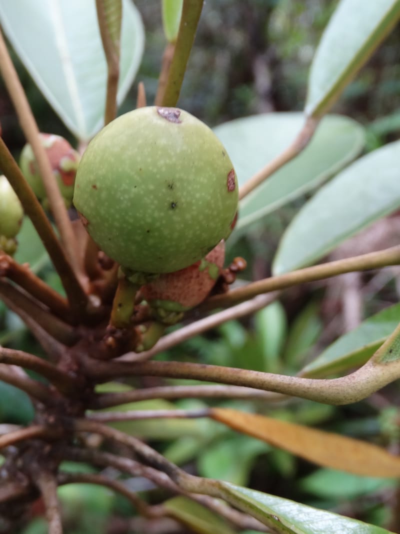 Amaroria soulameoides, Plunkett, G 3187--Fiji. Waisali Rainf. Reserve. 4 Nov 2015. DSC08848 (272).JPG