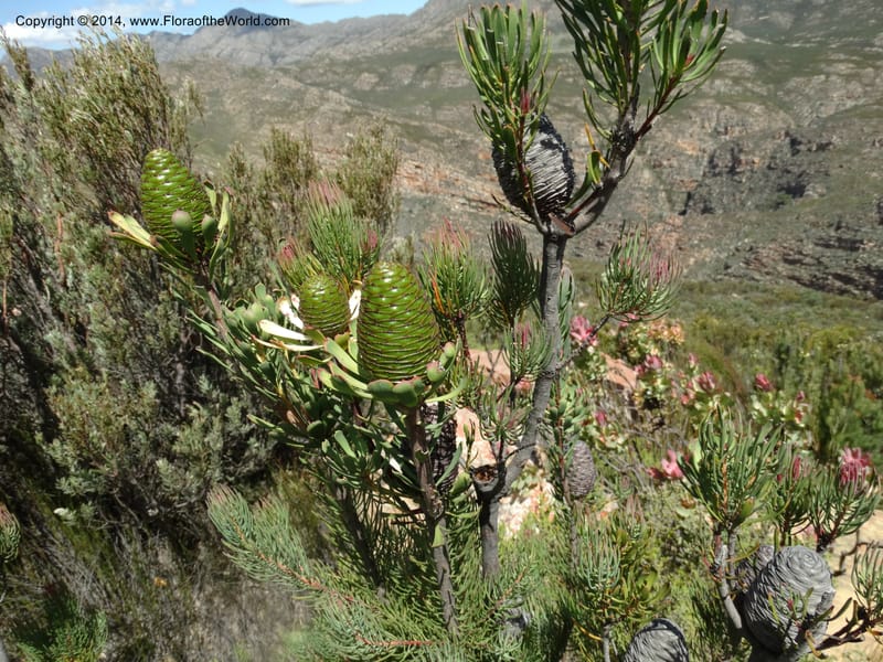 Leucadendron, Davidson, C 12264--South Africa. Western Cape. Teeberg. 19 Jan 2014. DSC00637 (20).JPG