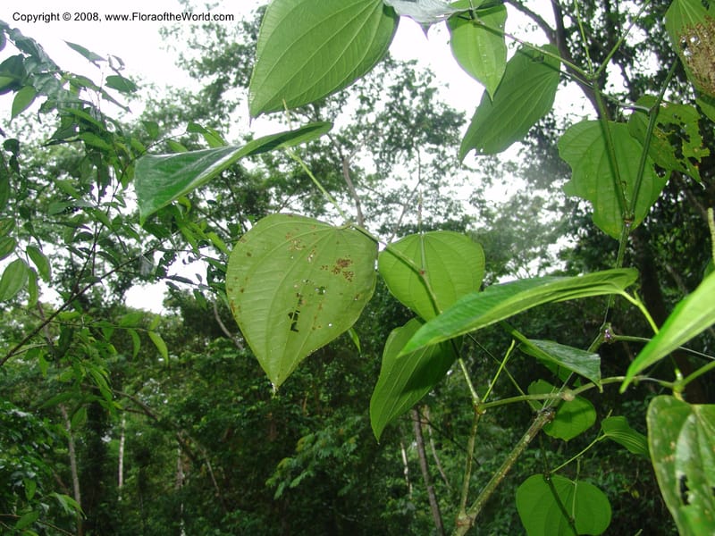 Piper reticulatum, AAraujoM1192--Bolivia. Pq. Nac. Madidi. Rio Tuichi, Rudidi Cr. 28 Nov 04. 244.jpg