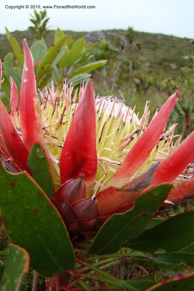 Protea cynaroides, C. Davidson 11499--South Africa. Marloth Nat. Res. Langeberg Mts. 22 Aug 09. 139 (3).jpg