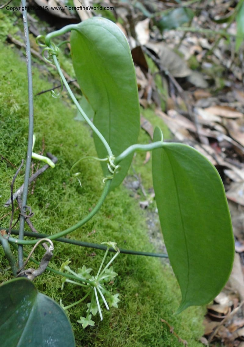 Smilax, Regalado 1897--Viet Nam. Hon Ba Nature Res. 12 May 2011. 223 (10).jpg