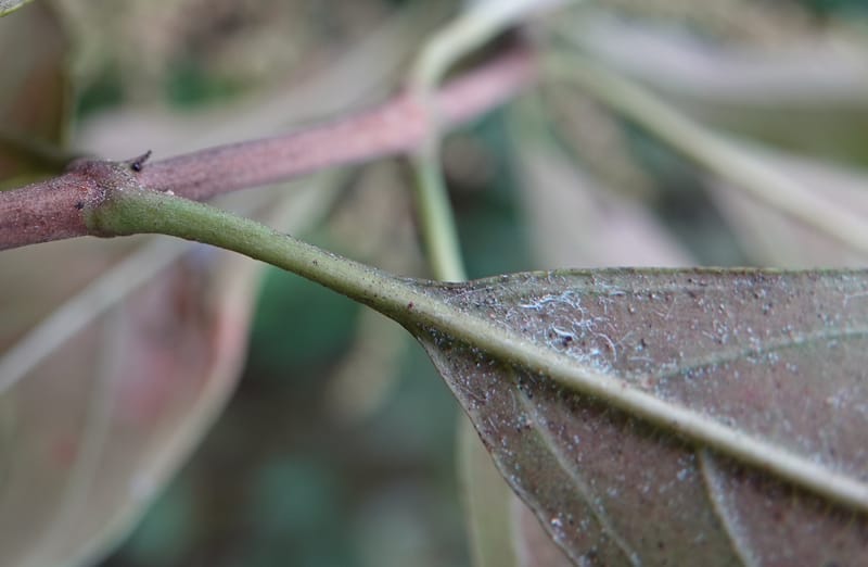 Wendlandia ligustrina, D. Boufford 44129--China. Yunnan. Meizi Lake Park. 3 May 2018. DSC01424 (226).JPG